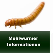 Informationen zur Haltung und Zucht von Mehlwürmer
